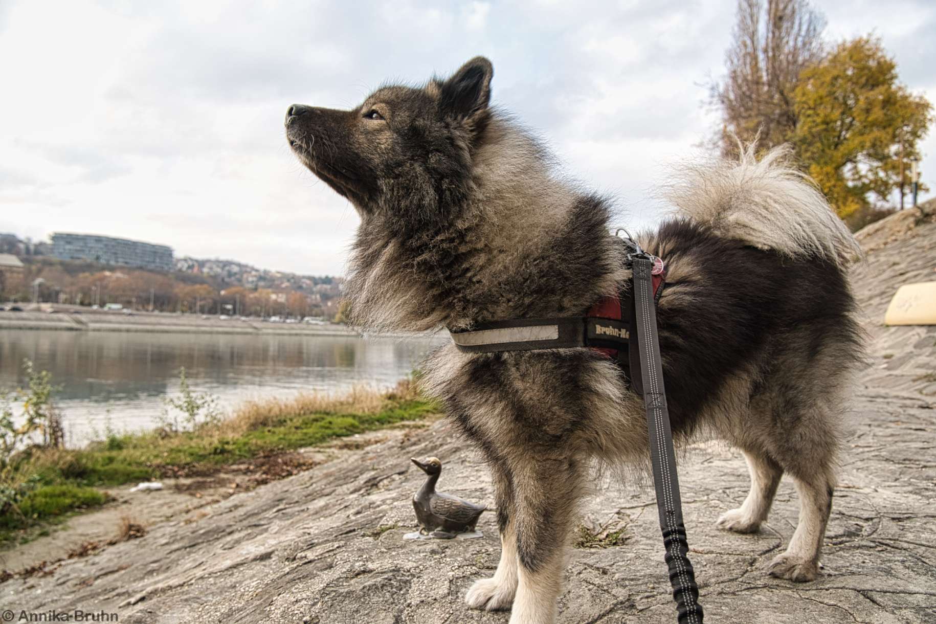 Q und die Golden Duck